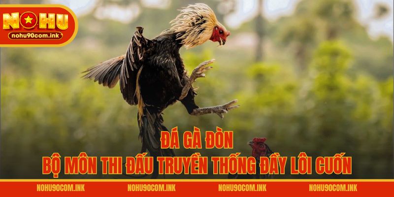Đá gà đòn - Bộ môn thi đấu truyền thống đầy lôi cuốn