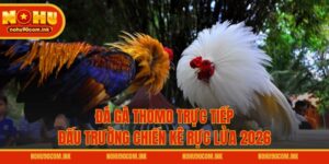 Đá Gà Thomo Trực Tiếp - Đấu Trường Chiến Kê Rực Lửa 2026
