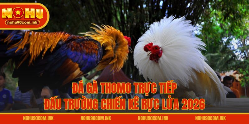 Đá Gà Thomo Trực Tiếp - Đấu Trường Chiến Kê Rực Lửa 2026