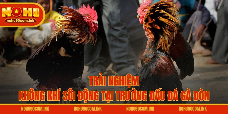 Trải nghiệm không khí sôi động tại trường đấu đá gà đòn