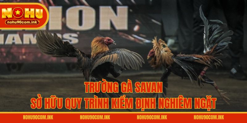 Trường gà Savan sở hữu quy trình kiểm định nghiêm ngặt