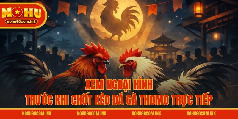Xem ngoại hình trước khi chốt kèo đá gà Thomo trực tiếp